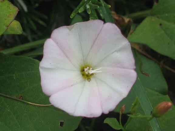 Convulvulus arvensis